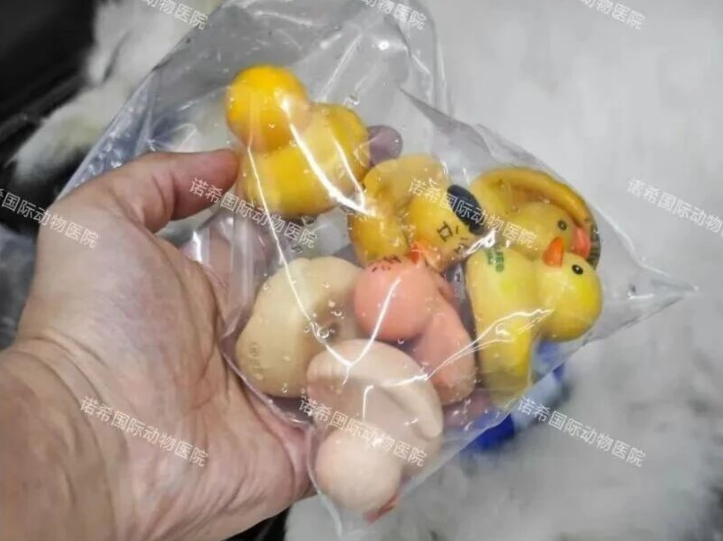 Veterinary Endoscope Case