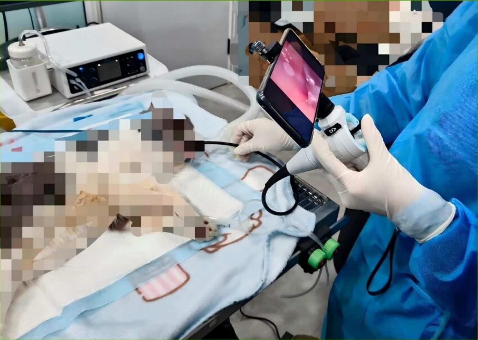 Endoscope examining a fish underwater