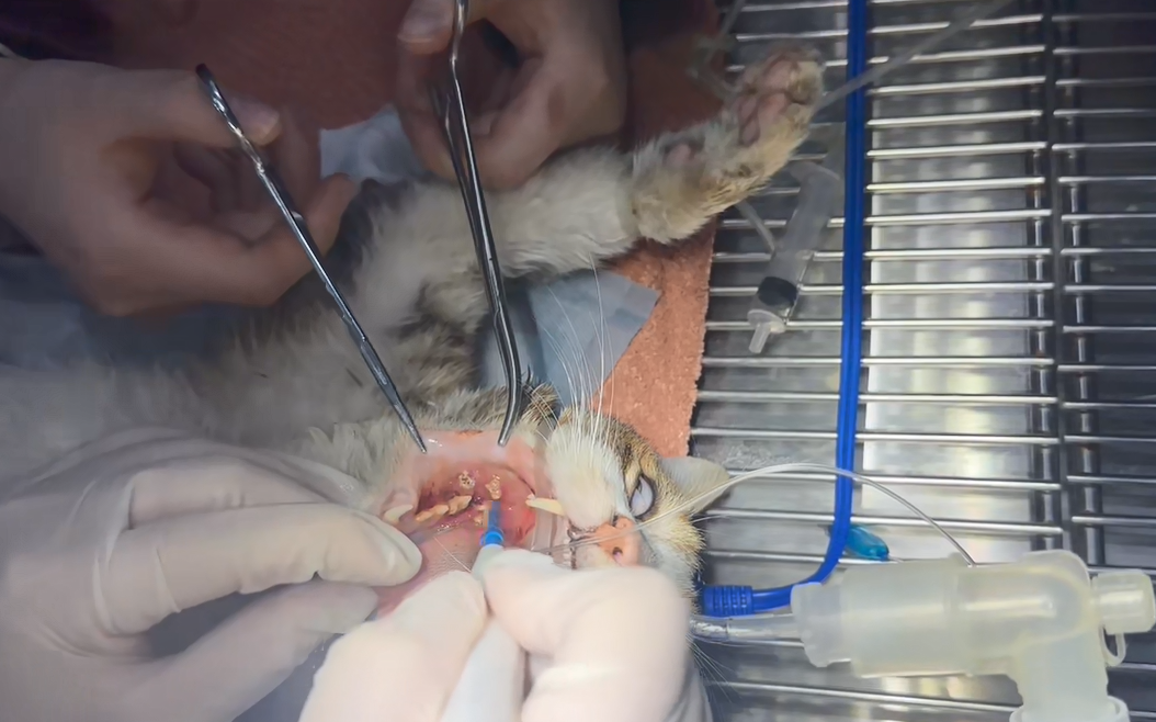 منظار داخلي للكلاب