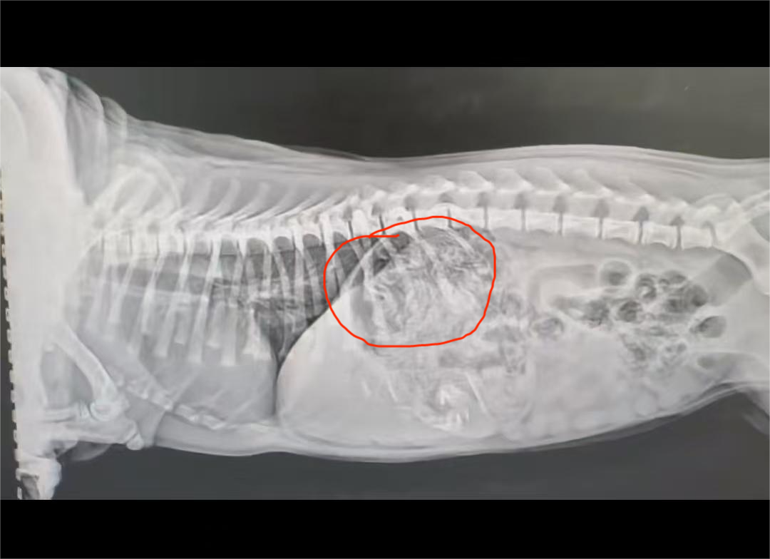 Endoscope examining a fish underwater