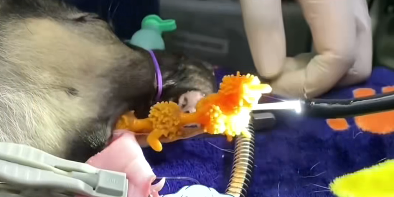 Endoscope examining a fish underwater