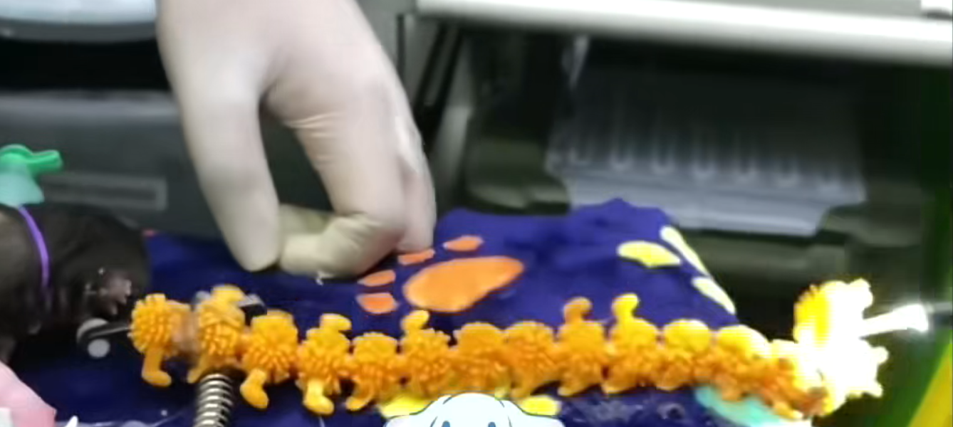 Endoscope examining a fish underwater