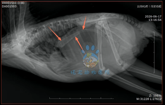 Veterinary Endoscope Case - JeetVet