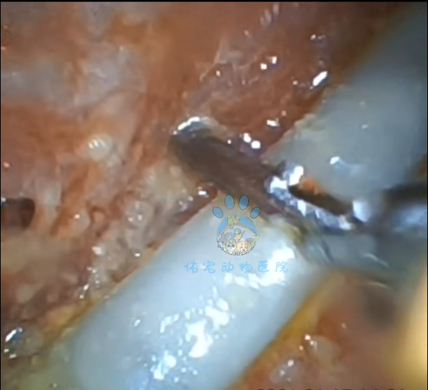 Veterinary Endoscope Case - JeetVet