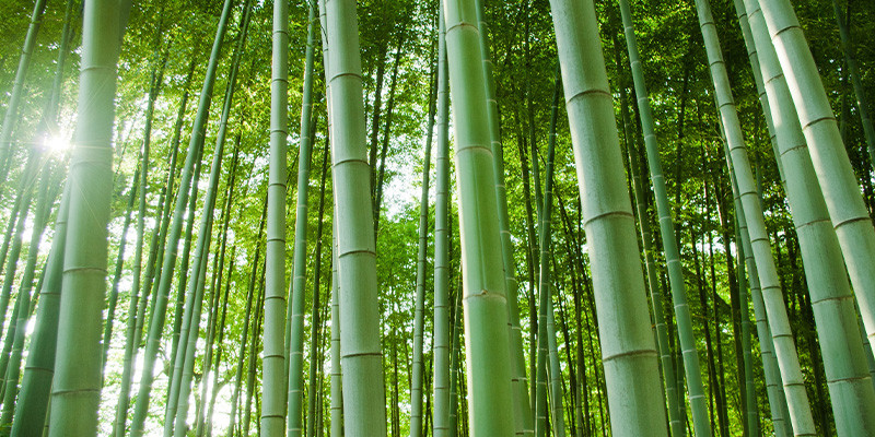 Customize Wooden Spatula & Manicure Sticks, Step 1: Choosing the Eco-friendly Materials, Bamboo