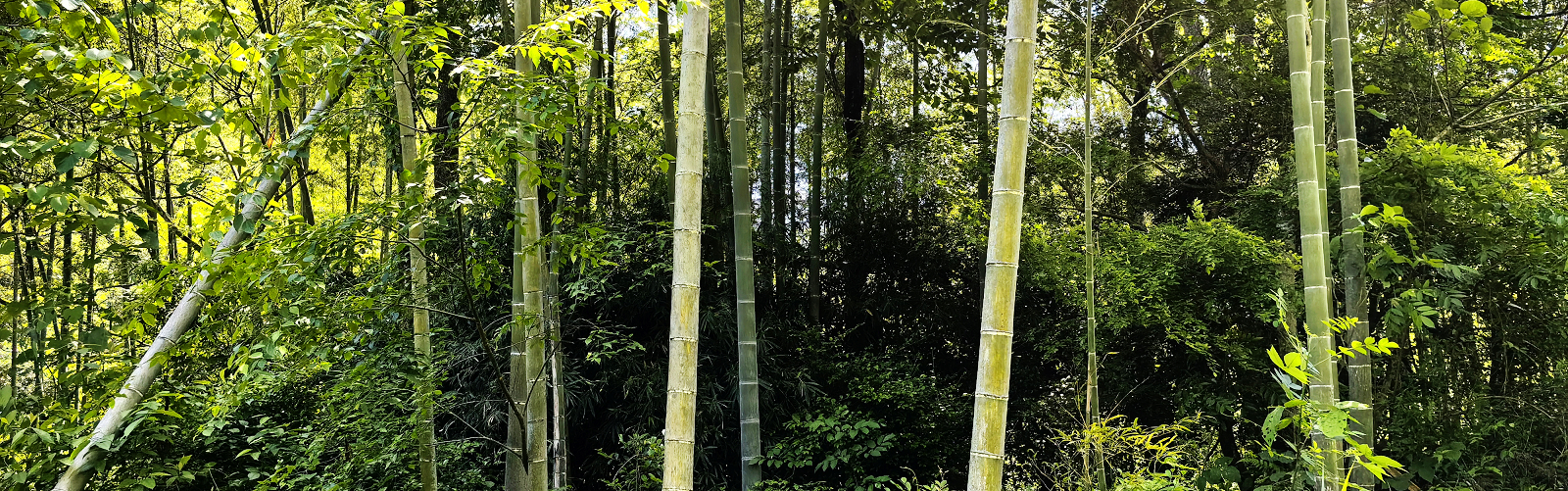 How We Turn a Bamboo into High-Quality Bamboo Cutlery.