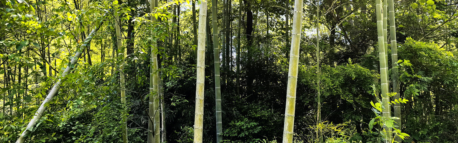 bamboo forest of 10,000 hectares