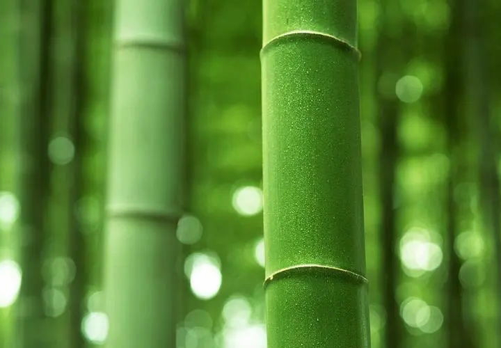 Logging and Steaming Mao Bamboo