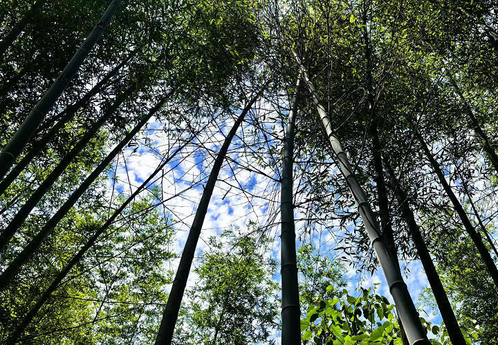 Photo slot: bamboo grove and raw material, 800 x 450