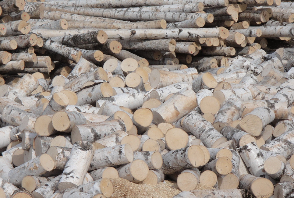 Overseas Birch Raw Material And Production Base