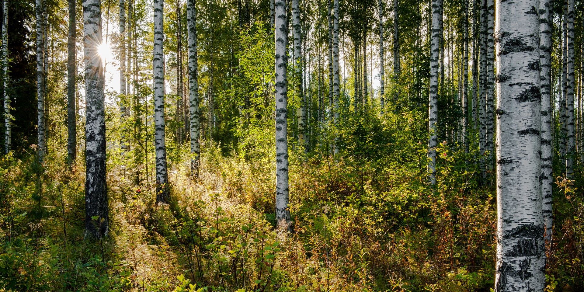 Does using wooden cutlery harm tree populations?