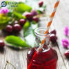 Disposable Colorful Paper Straws Wholesale | YADA Eco-Friendly Drinking Straws | Durable Non-toxic