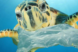 如果吞下塑料会怎样？危险吗？如何预防？