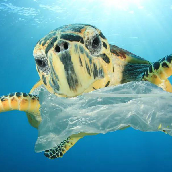 Poluição por plástico e fauna silvestre: Por que as empresas escolhem talheres de madeira