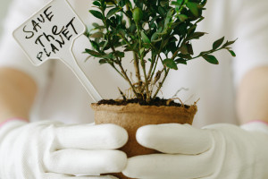 可堆肥木制器具：深入了解可堆肥性