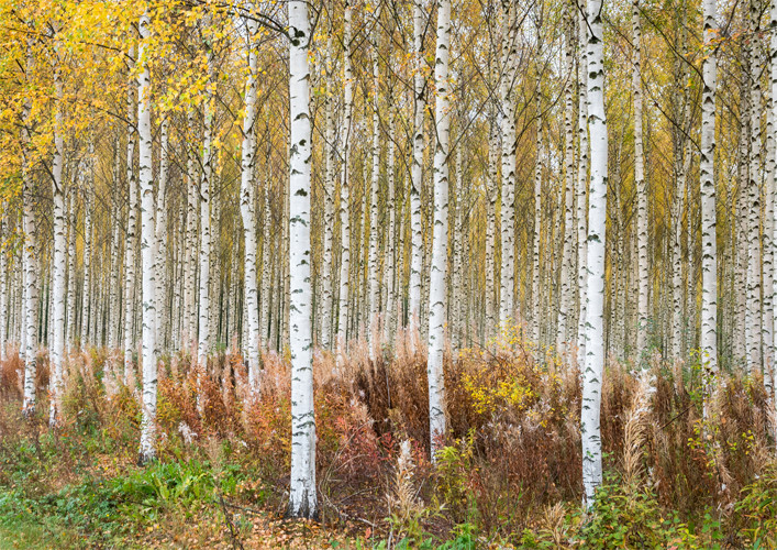 Birch Wood