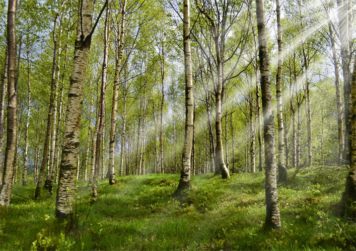 Birch Wood