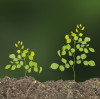 Plantando árboles, cultivando bendiciones: YADA celebra el Día del Árbol promoviendo soluciones gastronómicas sostenibles