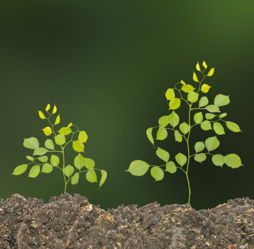 Plantando árboles, cultivando bendiciones: YADA celebra el Día del Árbol promoviendo soluciones gastronómicas sostenibles