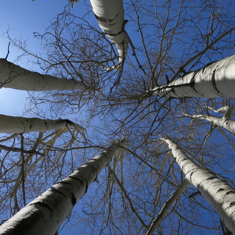 Birch Wood Ice Cream Sticks