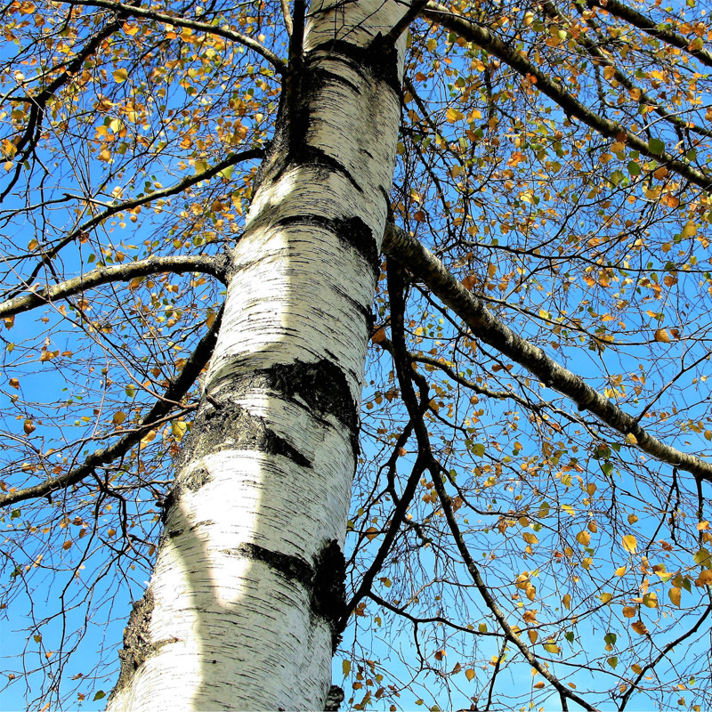 Birch Wood Ice Cream Sticks