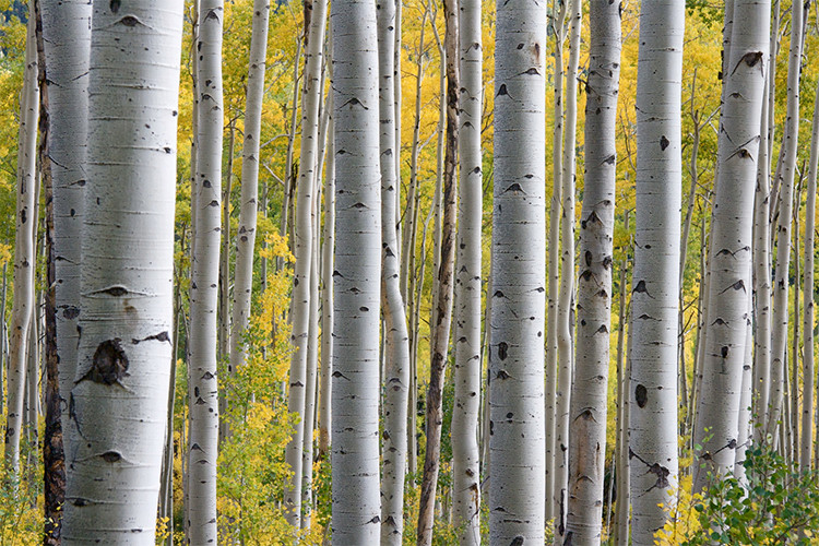 Birch forest