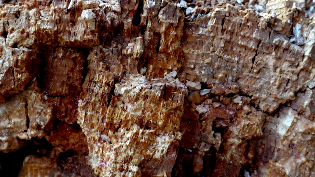 Close-up of birch wood grain