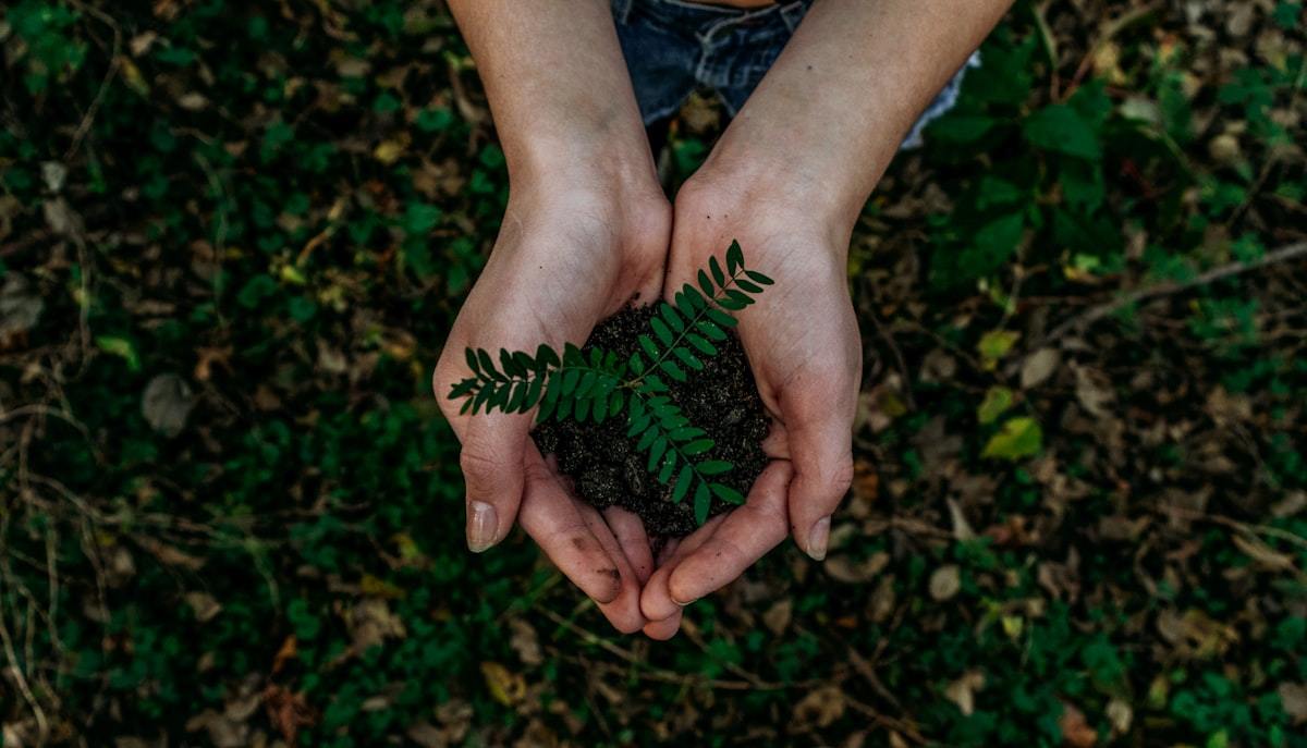 Sustainable forestry and FSC raw material sourcing for wooden tableware