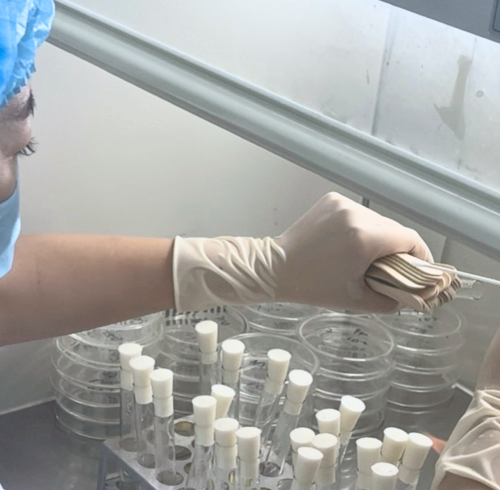 Strict Microbiological Testing Ensures the Safety of Our Wooden Ice Cream Spoons