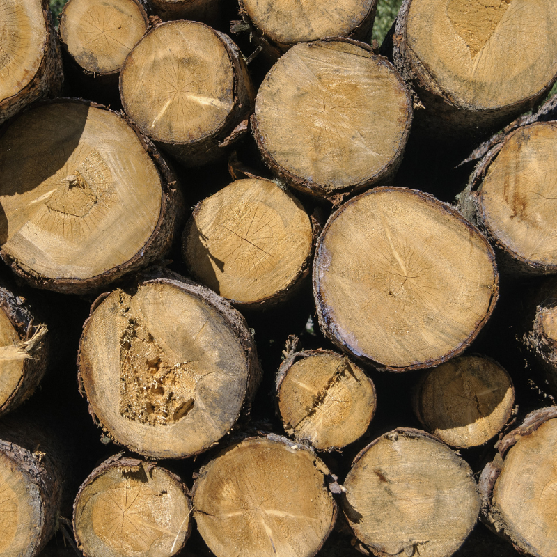 Poplar wood