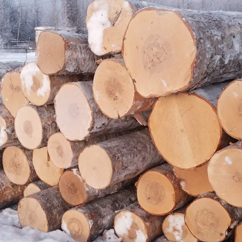 Birch wood