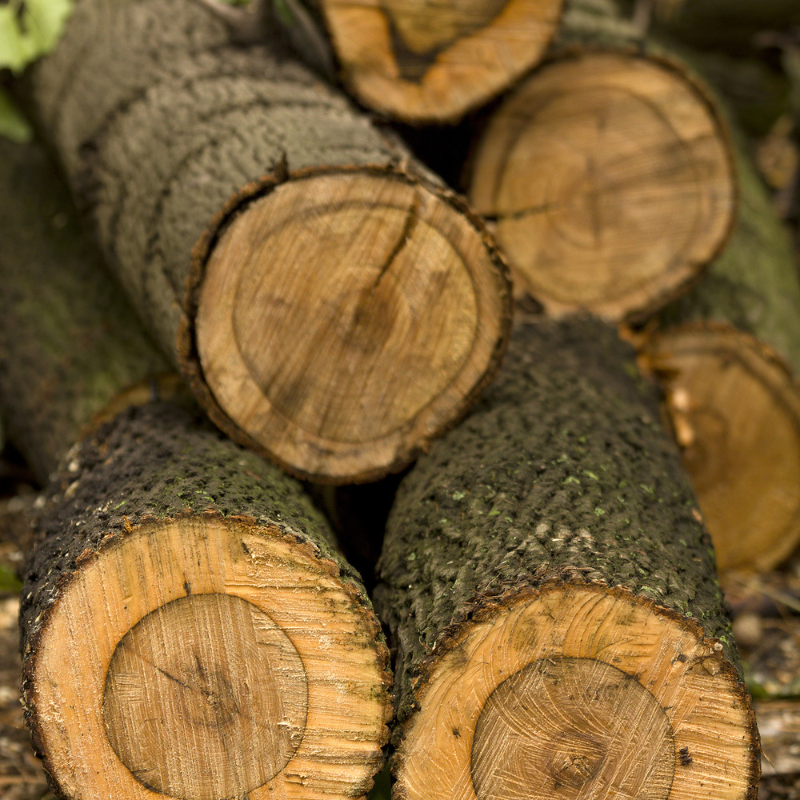 Maple wood