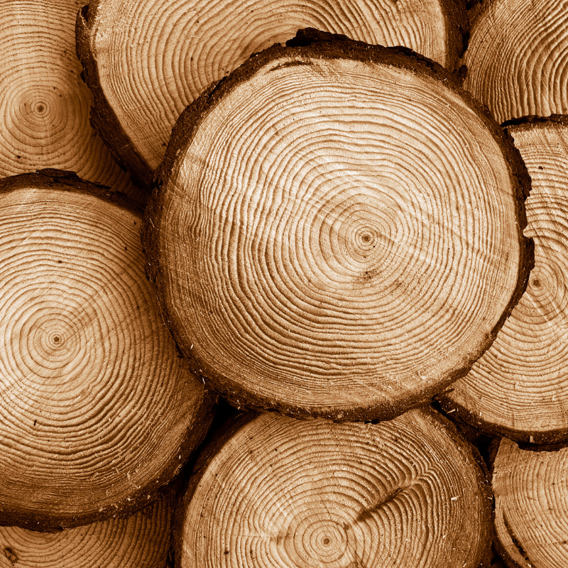 Pine wood