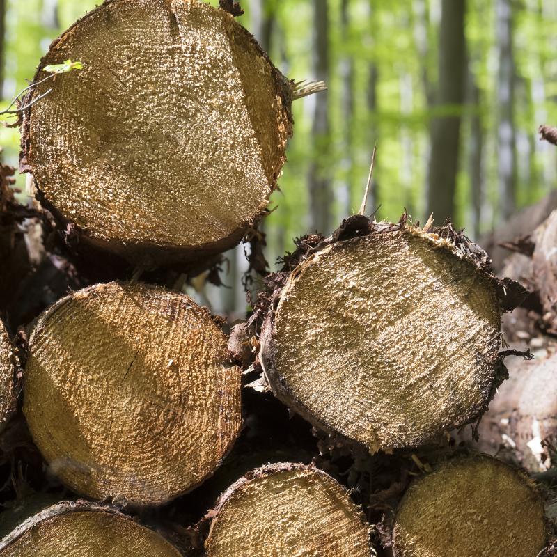Beech wood