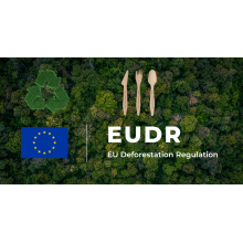 What Is the EUDR, and Why It Matters for Wooden Cutlery Exporters