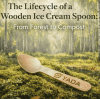 The Sustainable Lifecycle of Birch Wood Ice Cream Spoons