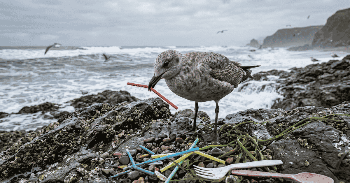 Seagull eats plastic straws