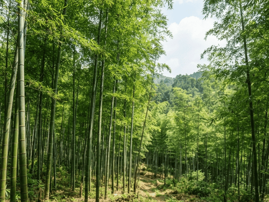 Bamboo grove representing a renewable fast-growing raw material