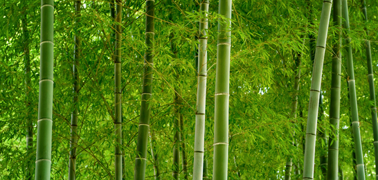 Bamboo grove representing renewable fast-growing bamboo for tableware