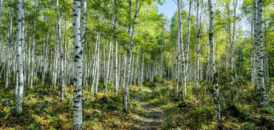 Birch tree seedling representing responsibly sourced birch wood for tableware