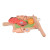 Forestoy Wooden Play Food Cutting Meat Set  Toddlers Toy
