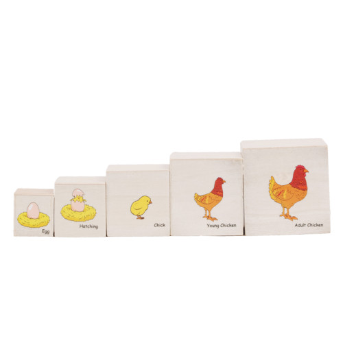 Chicken Life Cycle Educational Chart - From Egg to Adult Wooden educational toys​