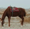 How to Choose a Reliable Horse Riding Pants Manufacturer: Key Questions to Ask