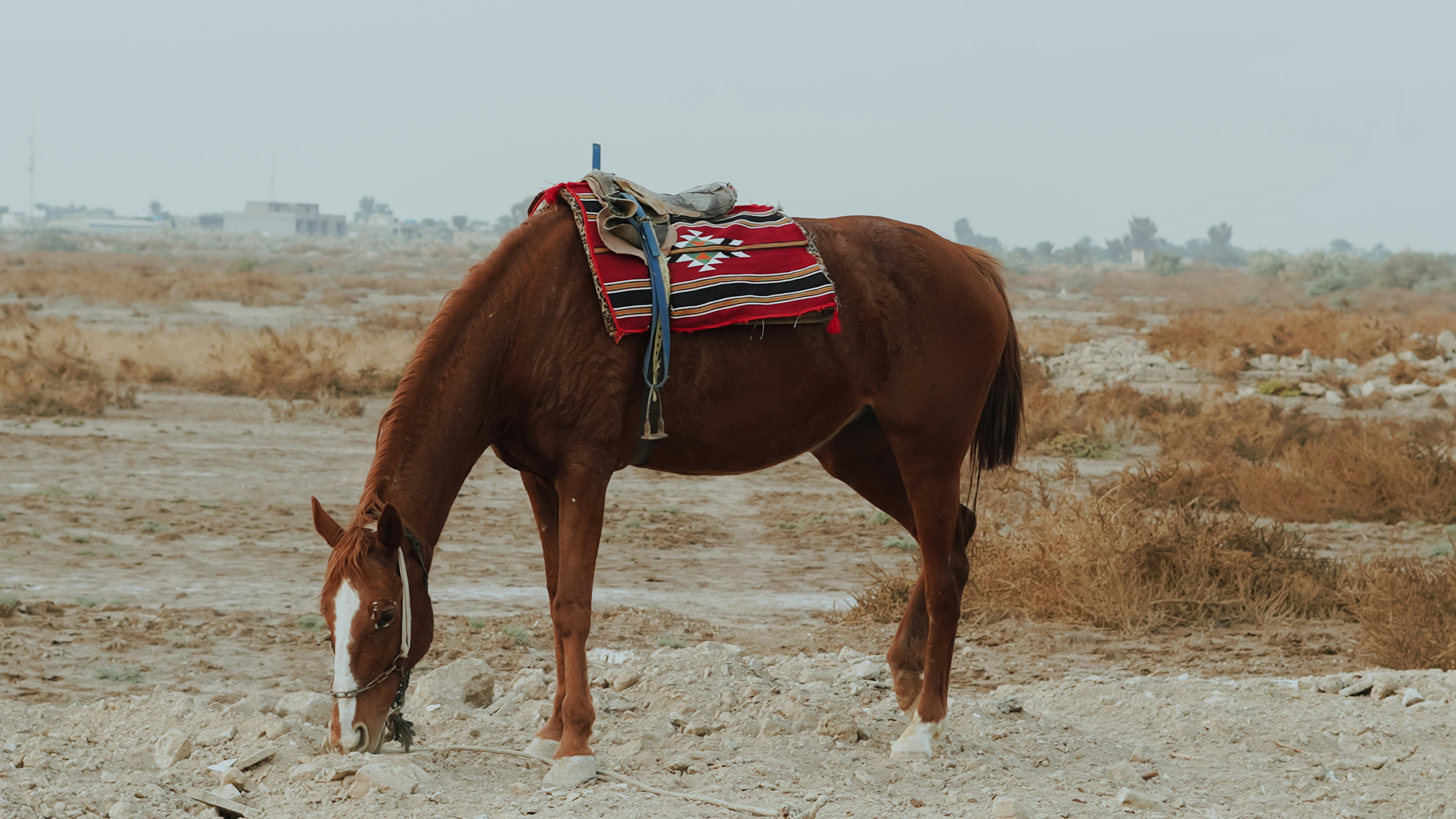 How to Choose a Reliable Horse Riding Pants Manufacturer: Key Questions to Ask