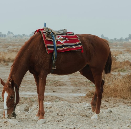 How to Choose a Reliable Horse Riding Pants Manufacturer: Key Questions to Ask
