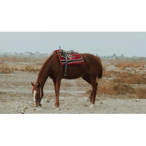 How to Choose a Reliable Horse Riding Pants Manufacturer: Key Questions to Ask