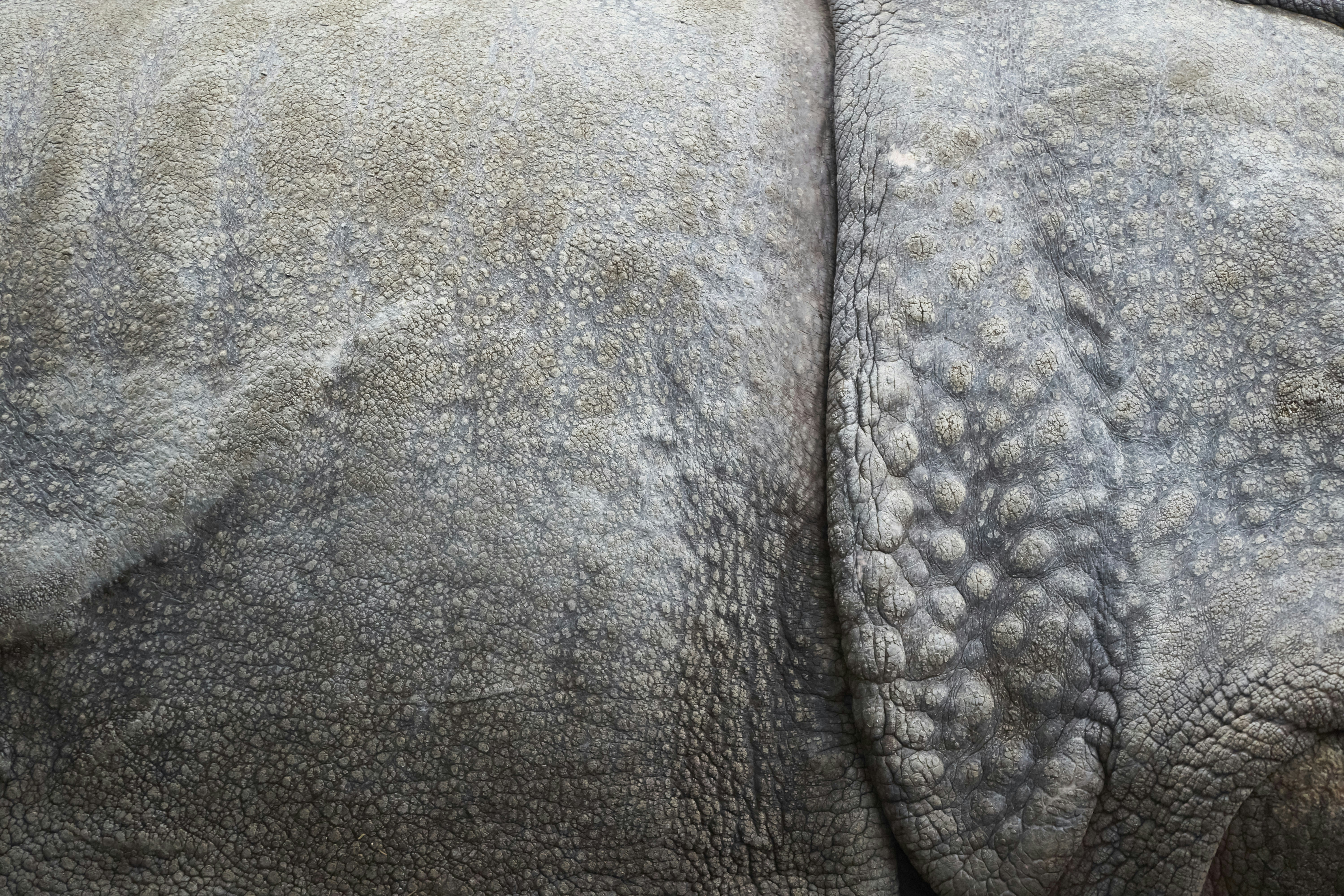 A close-up of a silicone grip pattern on a pair of horse riding pants