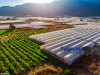 Maximize Greenhouse Efficiency: The Ultimate Guide to Long-Lasting, UV-Resistant Films