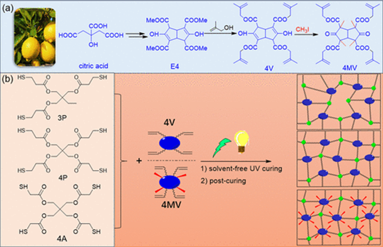 Biobased Thiol-ene Networks