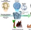 Preparation and Application of Eco-Friendly Tourmaline@MOF Lignocellulose Aerogel for Fire Retardancy, Smoke Suppression, and Insulation